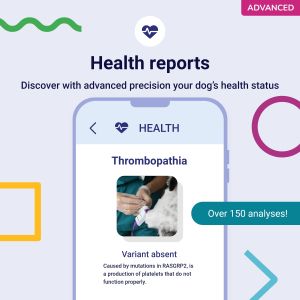 Koko Genetics Dog DNA Test – Breed Identification & Health Screening