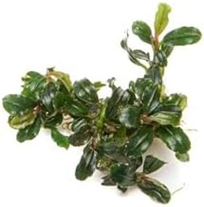 SubstrateSource Bucephalandra Lamandau Mini Purple Live Aquarium Plant - Natural Freshwater Fish Tank Decorations and Aquatic Decor (Small Clump (6-10 Plants))