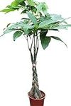 Indoor Plant -House or Office Plant - Pachira Aquatica - Money Plant- Approx 35cm Tall