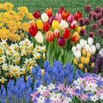 You Garden - 300 x Spring Flowering Bulb Mixed Pack, 300 Bulbs, 7 Varieties, Bulk Buy Collection