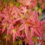 Acer Palmatum "Beni Maiko" in a 11cm Pot Ready to Plant - Japanese Maple for Autumn Colour