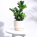 UGAOO Frosted Ceramic Pot for Indoor Plants (5 Inch, Ivory)