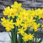 15 x Dwarf Daffodil Tete a Tete – Spring Flowering Bulbs - Petite Yellow Blooms – RHS Award of Garden Merit – Perennial Bulbs with Early Spring Flowering – for Your Beautiful Garden