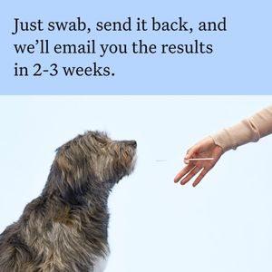 Wisdom Panel Dog DNA Test Kit – Breed & Health Insights