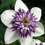 25 White Purple Fragrant Clematis S
