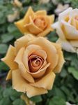 Ma Cherie Roses Butterscotch Climbi