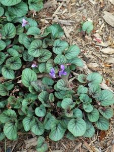 Perennial Farm Marketplace Viola walteri 'Silver Gem' (Prostrate Blue Violet)- Live Plant, Size-Quart, Native, Lavender-Blue Flowers in Spring, Shade Loving