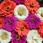 CARIBOU SEED COMPANY | 'Under The Sea' Zinnia | 50 Seeds | Bright Purple, Coral, White Blooms | Attracts Butterflies & Bees | Fresh Canadian Seed