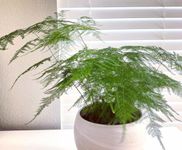 Aesthetics Conscious Asparagus Fern Live Plant With Pot