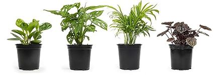 Altman Plants, Classic Houseplant Collection (4PK) Live Plants Indoor Plants Live Houseplants in Plant Pots, Easy House Plants Indoors Live, Snake Plant, Pothos in Potting Soil, Clean Air Plants