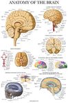 Palace Learning Brain Anatomy Poste