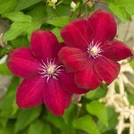 Gebdinsh Garden® Imported Clematis Dark Red Color Flower Seeds For Gardening | Pack Of 50 to 60 Seeds…