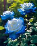 Live Desi Blue Rose Flower, Climber Rose Flower Live Plant Pack of 1