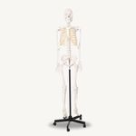 Labzio - Human Skeleton Model, 170 cm Life-Size, Anatomically Correct with Detailed Key Card, Durable PVC Construction, Ideal for Medical Education and Teaching