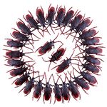 Bebester Fake Roaches Plastic Bugs 200 PCS, Realistic Fake Roaches Prank Fake Cockroaches Disgusting Insects Bugs Novelty Trick Toys for Halloween Party Decoration April Fool's Day Favor