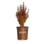Southern Living Plant Collection Or