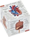 Human Anatomy Study Cube | Study 9 