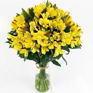 100 Fresh Flowers Every Day | World’s Finest Alstroemerias | Premium Alstroemerias from Plazoleta |Air-mailed Directly to Your Home | Anniversaries,Mother’s Day,Weddings, Birthdays,New Year,(Yellow)