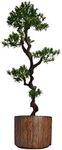 Laura Ashley VHX122202 Yacca Tree P