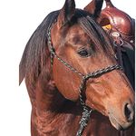 Cashel Knotless Halter, Horse