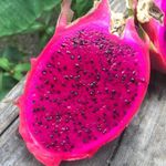 DIARAA ORIGINAL DRAGON FRUIT LIVE PLANT in Grow Bag (1 original red flesh red skin Dragon Fruit Plant) Hybrid - Air Layering