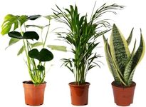 Perfect Plants - Indoor Plant Colle