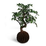 Birthright Kokedama Chinese ELM Plant - Air Purifying Live Indoor Plant