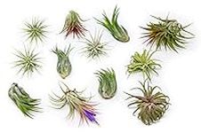 12 Pack Assorted Ionantha Air Plant