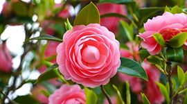 BONOBITHI Camellia Flower Plant in Pot Camellia Pink Perfection flower Live Plant Rare Hybrid Live Flower Plant for Home garden Indoor Outdoor Shrubs Tree (Live Plant Pack of 1)