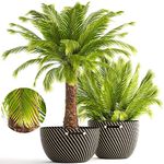 HOME-OUTDOOR Indoor Plants