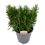 Rosemary Bush 14cm Pot - Ready to Plant in The Garden and Used for Culinary Purposes