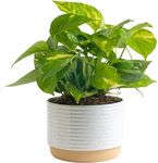 Costa Farms Golden Pothos Live Plan