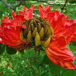 SHOP 360 GARDEN Spathodea campanulata, African tulip tree, Fountain tree, Nandi flame Tree, Rugtoora, African Poomaram - Ornamental Flowering Tree Seeds For Growing - Pack of 30 Seeds