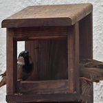 Handmade Backyard Birding