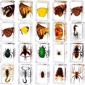 20 Pcs Insect in Resin Bug Preserved Specimen Collection Paperweights Resin Insects Various Insect Specimen for Office Men Women Biology Science Teacher Education Bug Collection Supplies (Butterfly)