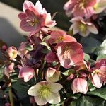 Helleborus Pirouette - Christmas Rose Plant, Ground Cover Plants Evergreen, Hellebores Plants Garden Ready, Outdoor Plants Shade Lovers Hardy Perennial Plants Garden Ready (3 Litre Pot, 20-30cm)