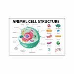 Anne Print Solutions® Animal cell structure chart Posters For Hospital Posters | Nursing Home Posters | Clinic Posters Pack Of 1 Pcs Size 13 Inch X 19 Inch* Multicolor (APS6557)