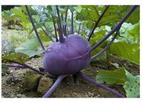 PREMIER SEEDS DIRECT - KOHLRABI - DELICACY PURPLE - 4 GRAM ~ APPROX 1150 SEEDS