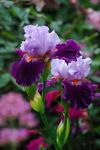 Radha Krishna Agriculture® Imported Veriety Bearded Iris Flower Bulbs For planting Home Gardening Pack of 6 flower bulbs