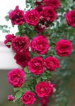 Gebdinsh Garden® Imported Climbing Rose Flower Seeds For Kitchen Gardening (Pack Of 100 Seeds)