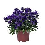 Campanula Glomerata Plant 'Blue Crown' Bellflower Hardy Perennial Blue Blooms Easy to Grow Your Own Outdoor Garden Flowers, 2X 9cm Potted Plants by Thompson & Morgan (2)