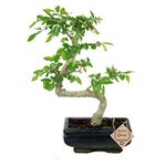 Abana Homes Chinese Elm Bonsai Live Plants in Plastic Bonsai Pot