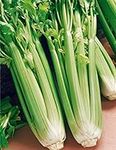 Celery Seed, Utah Tall, 50 Seeds, H