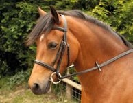 Windsor Equestrian Horses Bridle Black Shetland