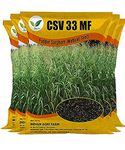 IAgriFarm Csv 33 Mf Fodder Sorghum Plant Seed - 5 Kg - Multicut For Fodder Cultivatoin