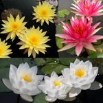 Lily Pond Store - Red Spider, Pinwaree & Saim Jasmine Live Hardy Waterlily Plant Combo Pack