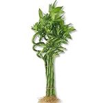 Lucky Indoor Bamboo - Live Plants -