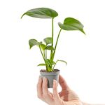 Baby Swiss Cheese Plant Monstera Deliciosa Small Indoor Houseplant in 6cm Pot | Miniature Plant with Heart-Shaped Leaves | for Home and Office | Grow Your Own Baby Plants