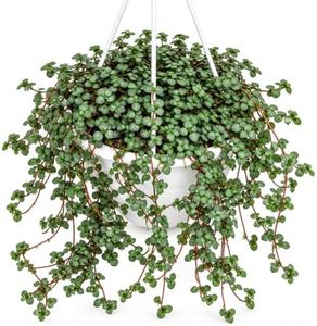 Pilea Glauca Aquamarine Hanging Basket 4.5" | Blue Baby Tears Pilea | Pilea Plant | Plants | Pet Safe Plant | Nontoxic Houseplant