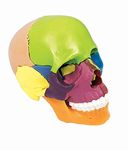 TeachingNest | Didactic Miniature Skull 15 Parts | PVC | Anatomical Model